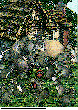 OLDBUNNY.bmp