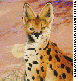 OCELOT.bmp