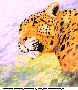 LEOPARD2.bmp