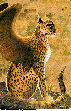 LEOPARD1.bmp