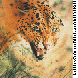 LEOPARD.bmp