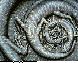GECKOS.bmp