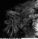 FISH.bmp