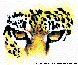 EYES.bmp