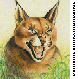 COUGAR.bmp