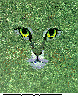 CATEYES.bmp