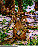 BEAVER3.bmp