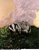 BADGER.bmp