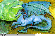 WYRM.bmp