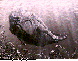 WHALE.bmp