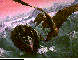 RESCUE.bmp