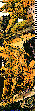GARGOYL1.bmp
