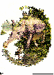 BUOPOTH.bmp