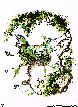 BDRAGON.bmp