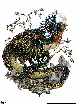 BASILISK.bmp