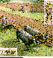 OXEN.bmp