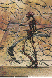 SKELETON.bmp