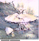 ELF2.bmp