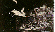 PAN_AM.bmp