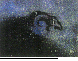 NEBUHAWK.bmp