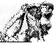 LAL-019G.BMP