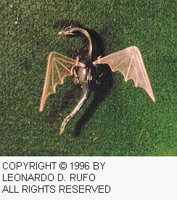 LDR-005C.BMP