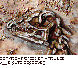 ALE-004C.BMP