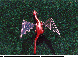 LDR-030C.BMP