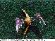 LDR-025C.BMP
