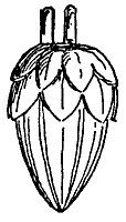 ornament_10411_sm.gif