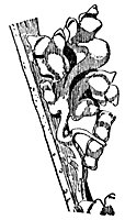 crocket_10588_sm.gif