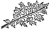 acanthus_10857_th.gif