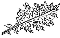acanthus_10857_sm.gif