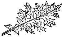 acanthus_10857_lg.gif