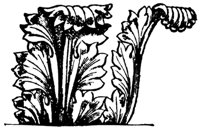 acanthus_10858_md.gif