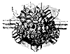 boss_10879_th.gif