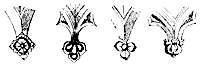 cusps_10903_sm.gif