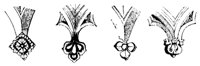 cusps_10903_md.gif