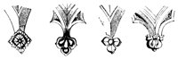 cusps_10903_lg.gif