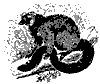 red_lemur_11099_th.gif