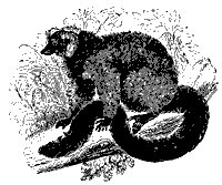 red_lemur_11099_sm.gif