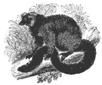 red_lemur_11099_md.gif