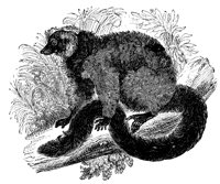 red_lemur_11099_lg.gif