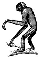 gibbon_11101_sm.gif