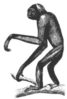 gibbon_11101_md.gif