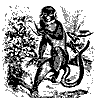 monkey_11105_th.gif