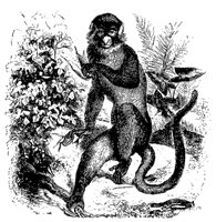 monkey_11105_md.gif