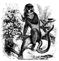 monkey_11105_lg.gif