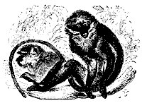 soot_monkey_11106_sm.gif