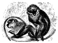 soot_monkey_11106_md.gif